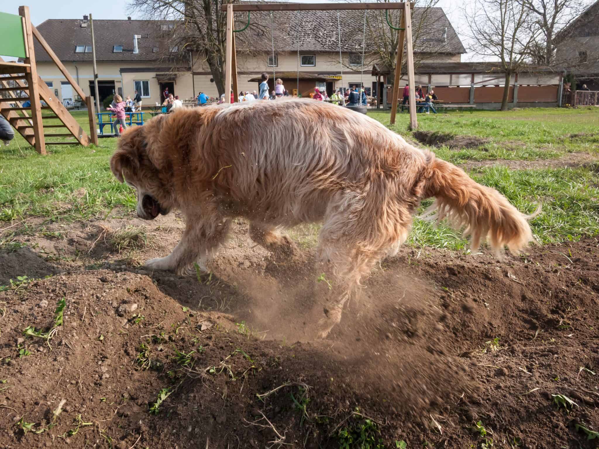 My Dog Is Always Digging In Yard. How To Stop This Behavior