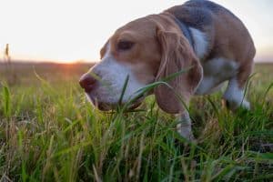 Photo inspiration: Labrador Eating Grass And Vomiting Reference: Dog Eating Grass And Vomiting