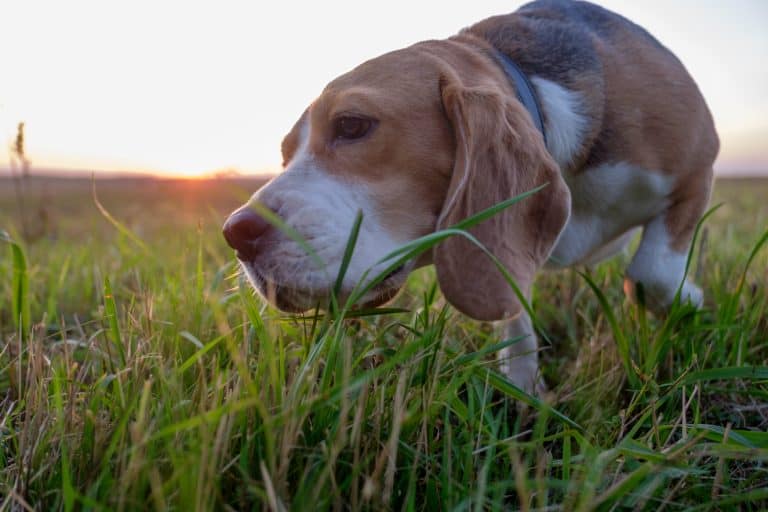 Dog Eating Grass and Vomiting A Helpful Guide