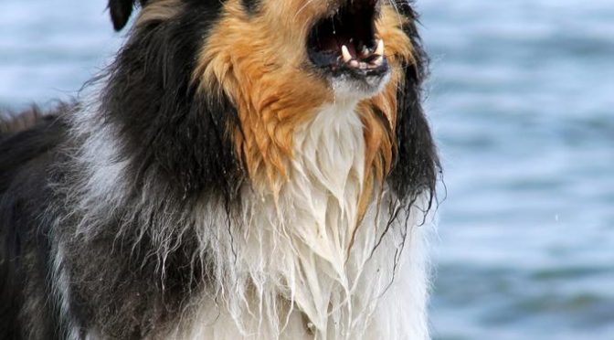 stop nuisance barking