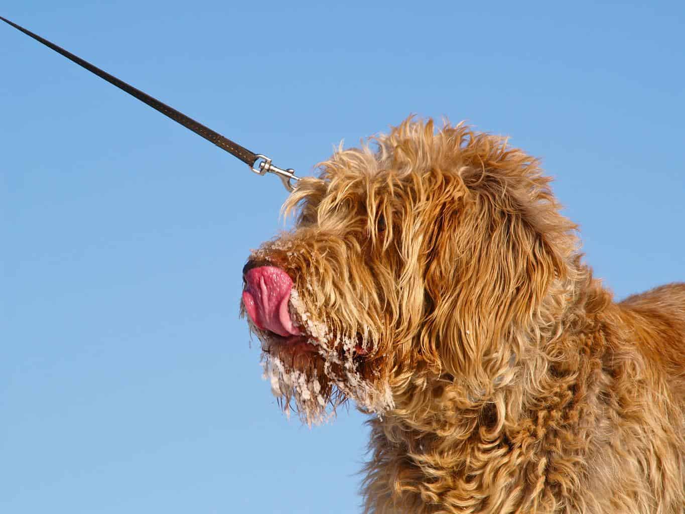 How to Stop a Dog Pulling On the Leash