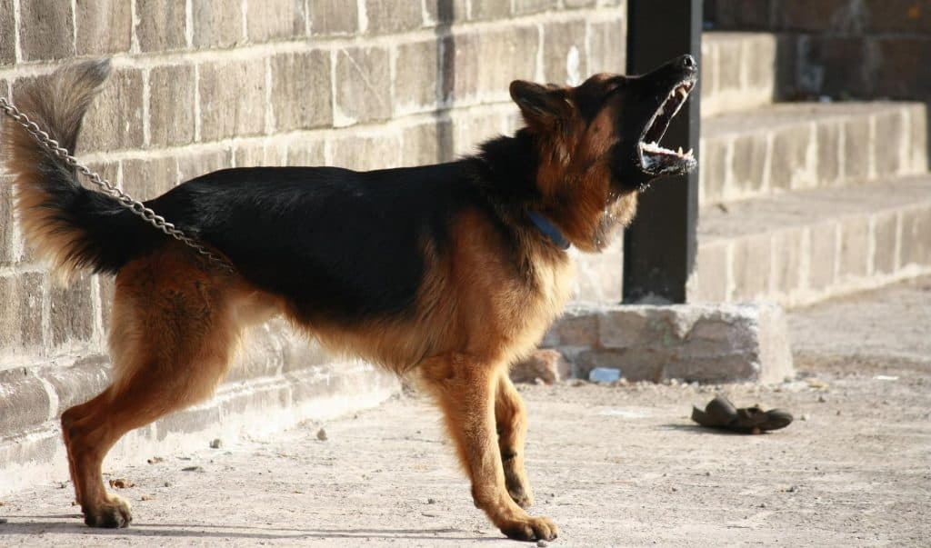 Barking Dog Problem