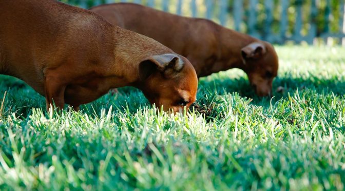 how to make my dog stop eating grass