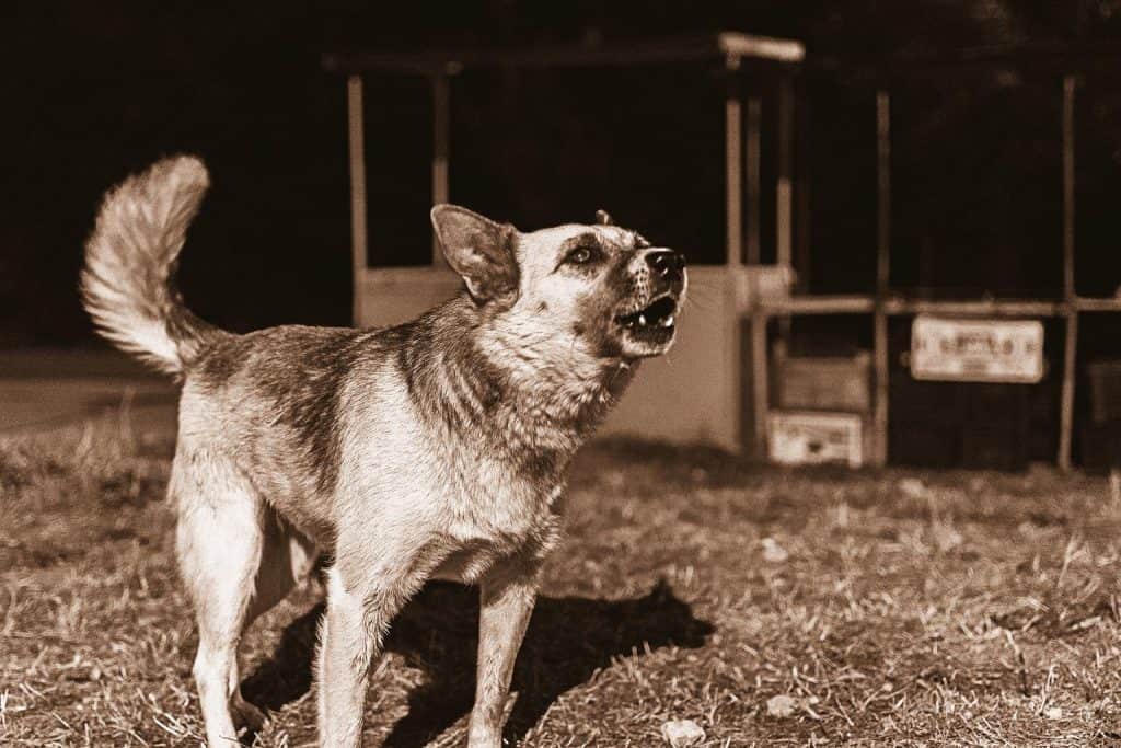 my dog keeps barking at other dogs