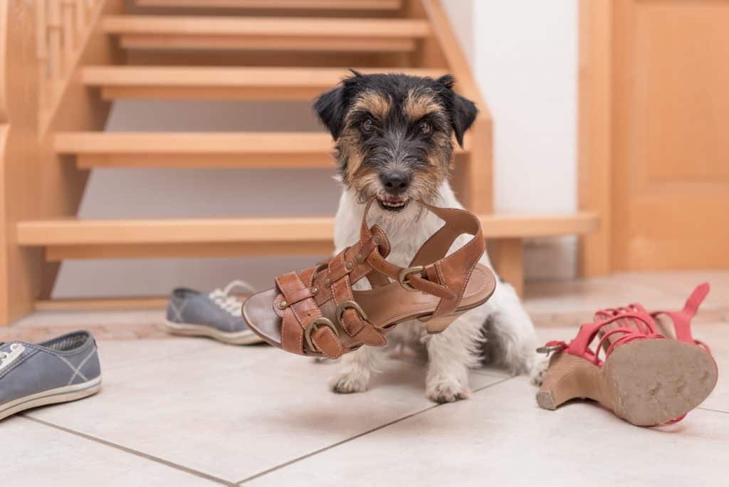 How to stop dog eating stones