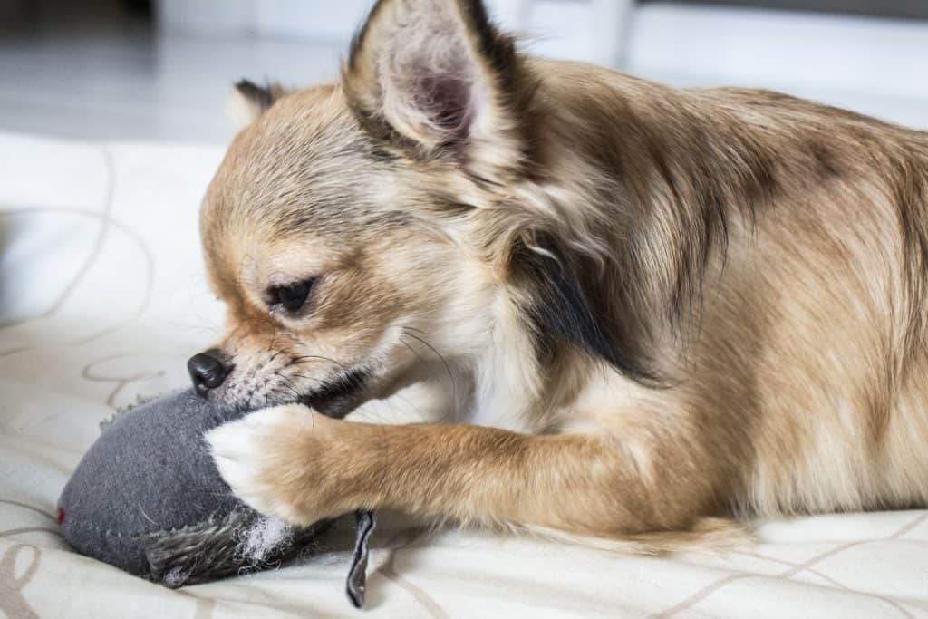  Do Dogs Shed Hair When Stressed with Best Haircut