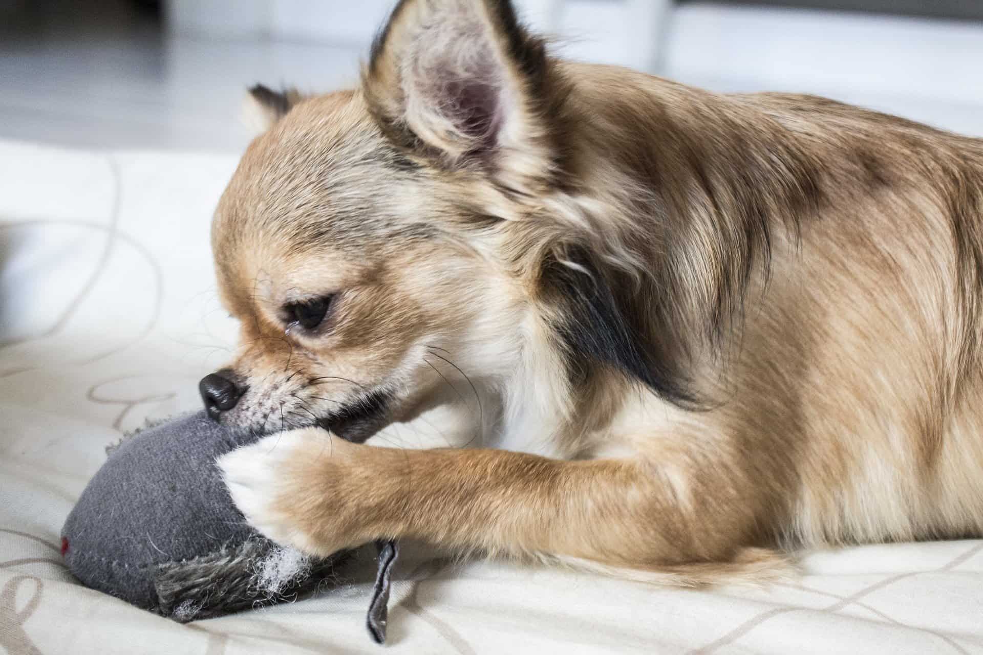 How to stop dog shedding short hair