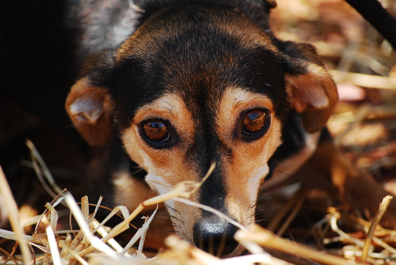 How To Calm An Anxious Dog Naturally