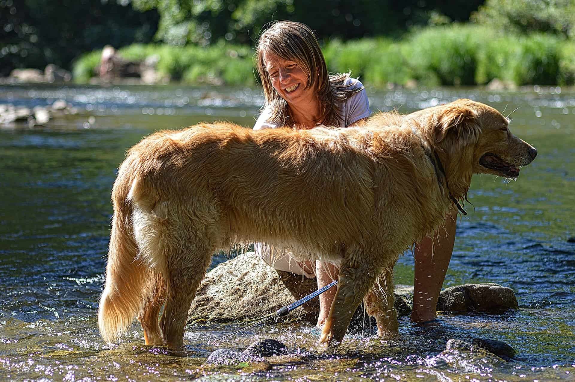 stop dog shedding