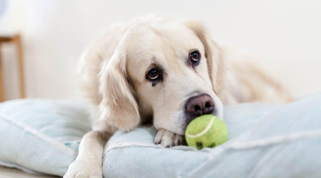 Potty Training A Stubborn Puppy.The Ultimate Guide Happy Fit Dog