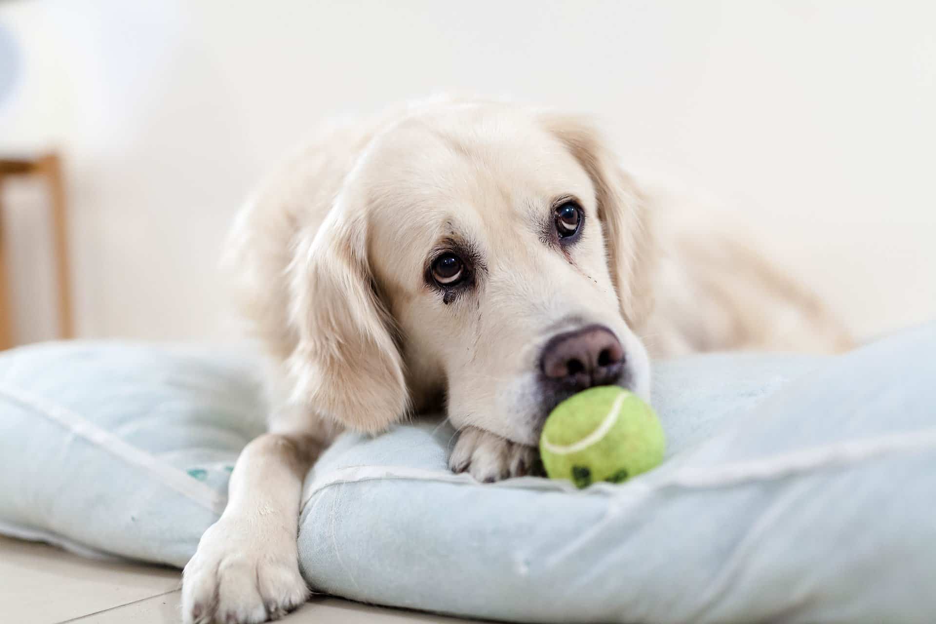 How to Housebreak a Puppy When You Have to Work - Potty Training A Stubborn Puppy