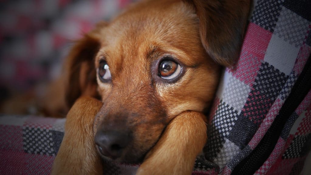 How to Potty Train a Dog if you Work