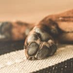 Dog itchy paws home remedy