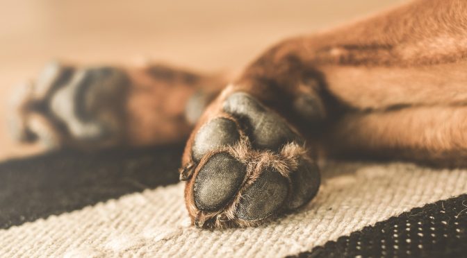 home remedies for itchy paws