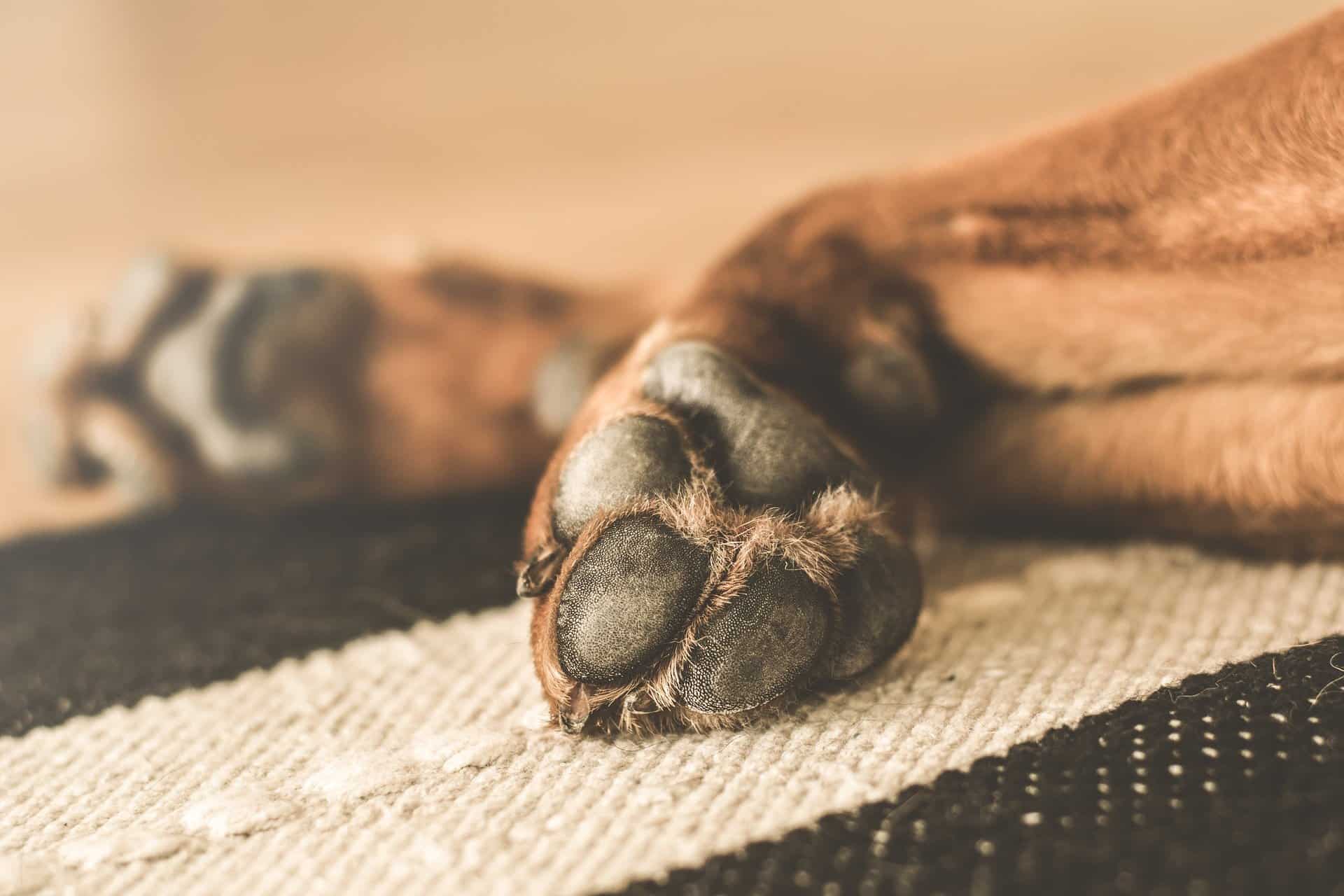 Dog itchy paws home remedy