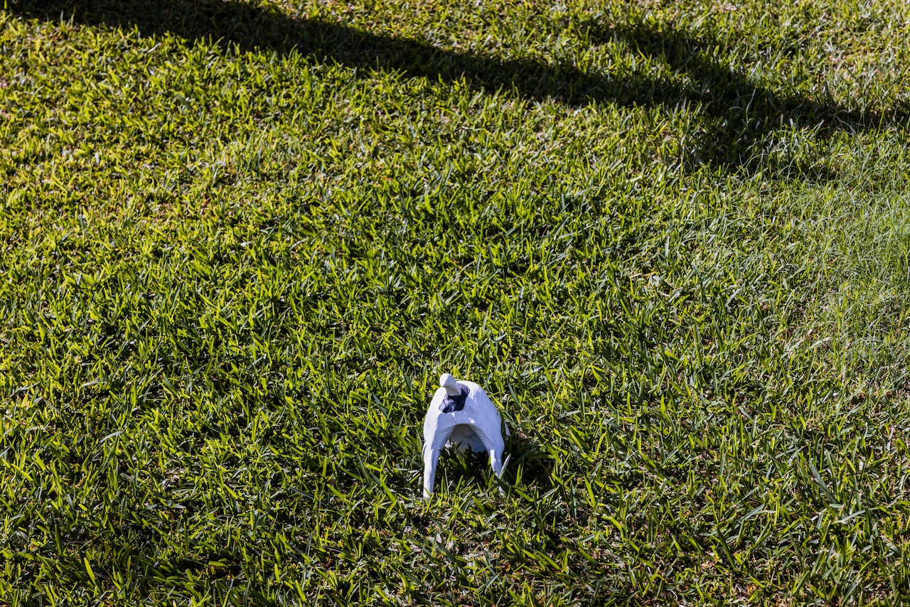 Why is my dog digging holes all of a sudden?