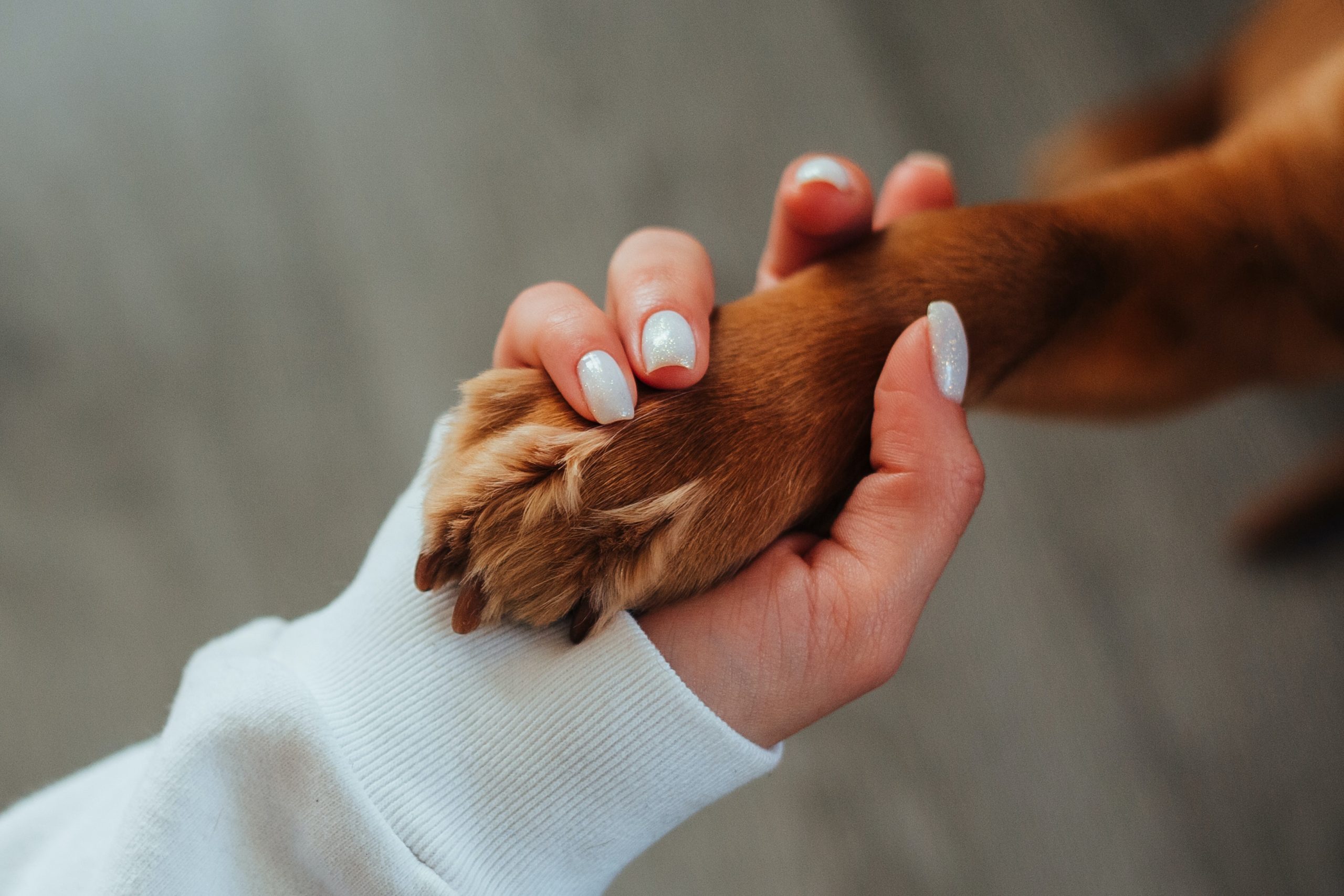 Dog Chewing Paws Remedy