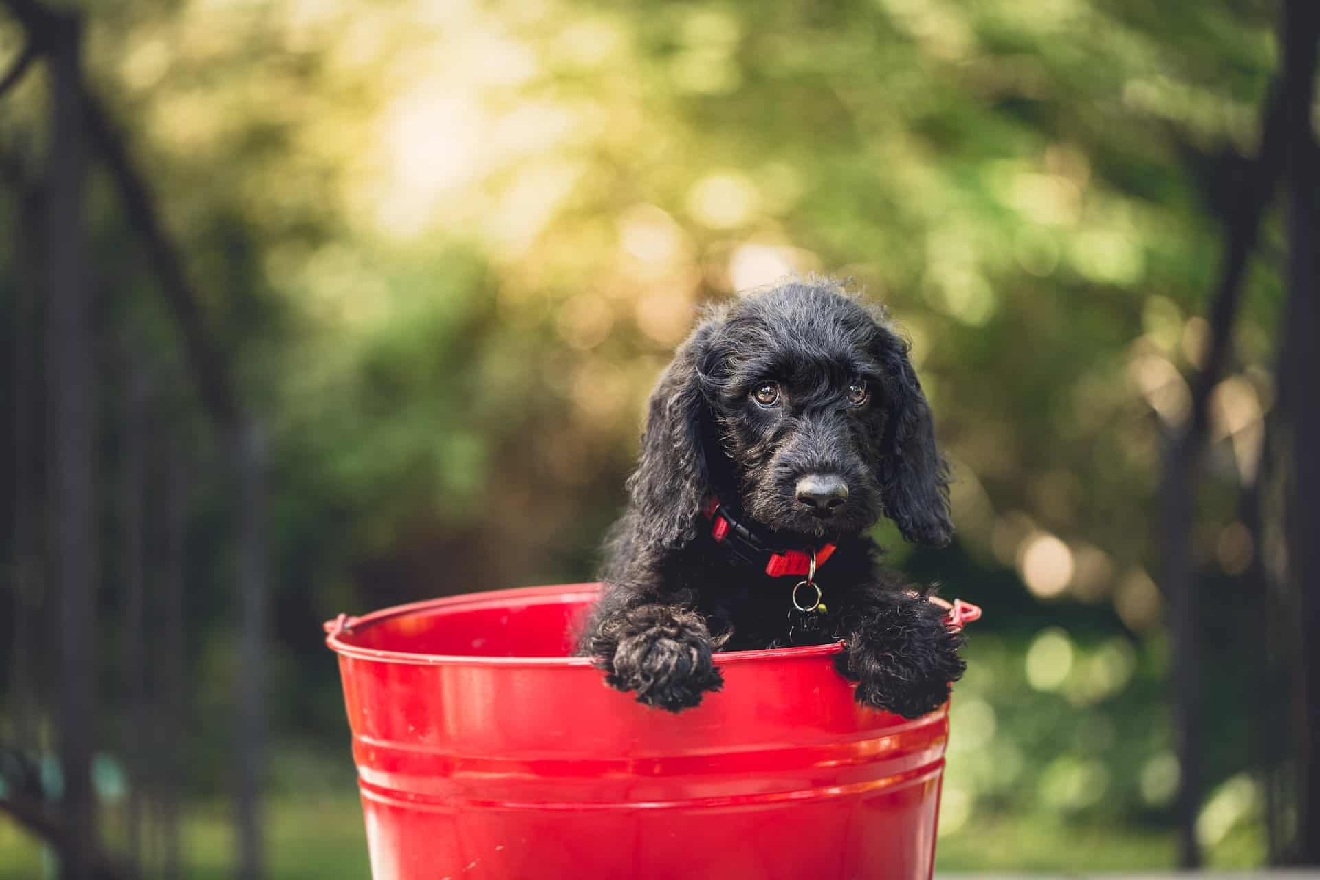 My Dog Won’t Potty Train, How To Train a Puppy Not to Poop in Crate