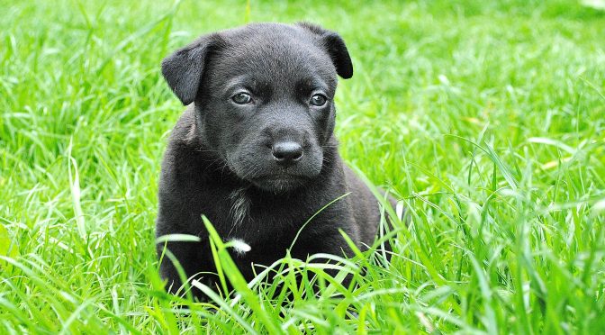 my dog is eating grass like crazy