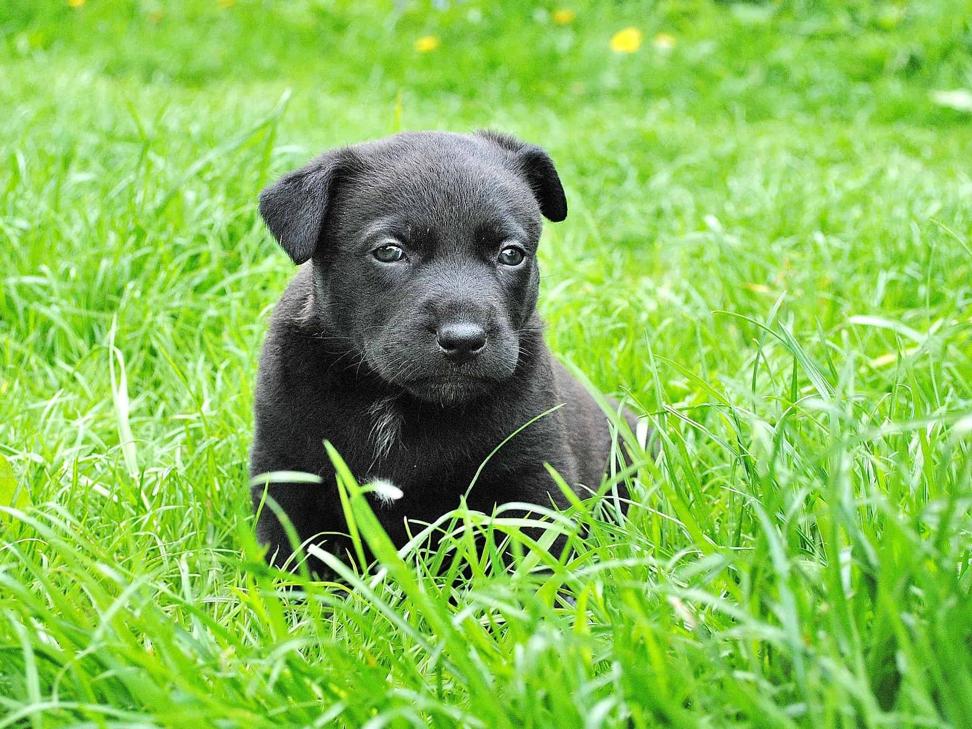 Why is my dog eating grass and coughing? An In Detail Answer