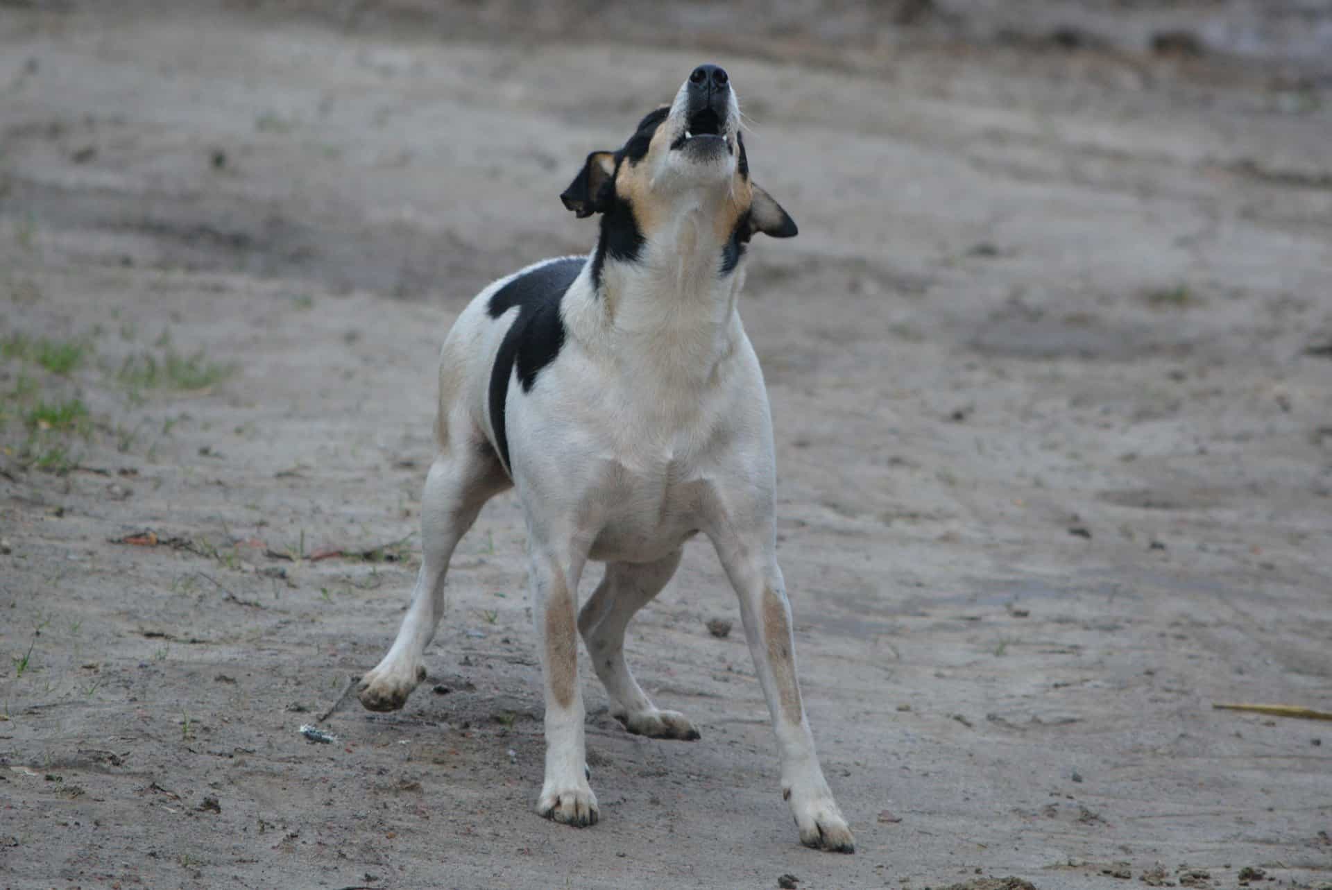 How to Stop Dog Barking When Left Alone