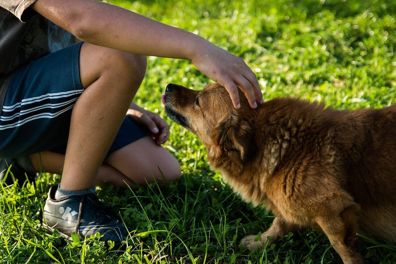 Do dogs like to be patted