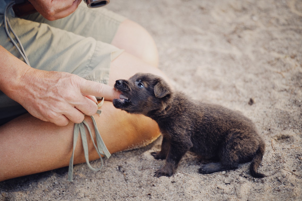 Why Is My Puppy Biting Everything and Everyone?