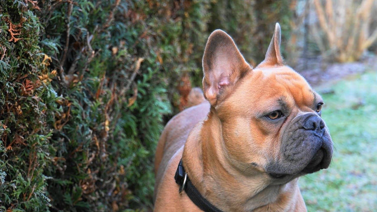 How to Stop Dog Eating Rocks