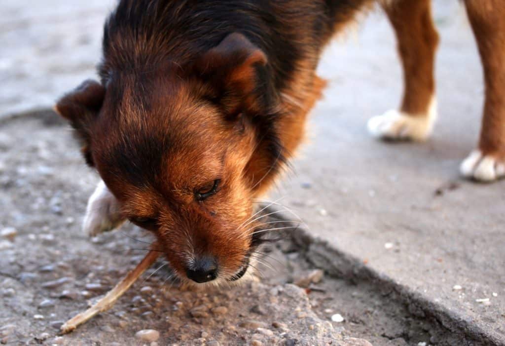 dog eating poop and throwing up