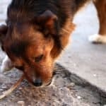 Dog Eating Poop Side Effects