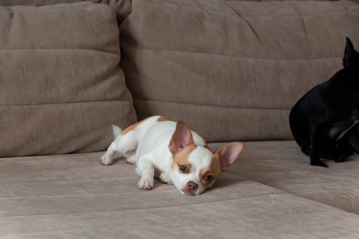 8 Ways To Stop A Dog Whining at Night