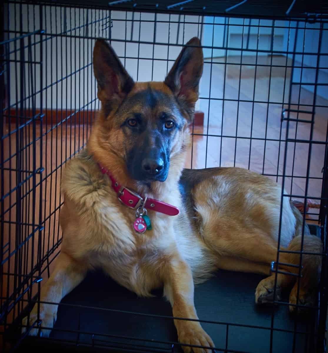 Dog barking in crate at night all of a sudden