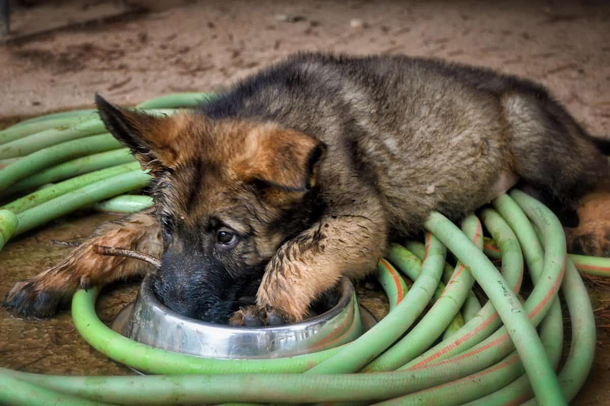 Can Puppies Eat Chicken