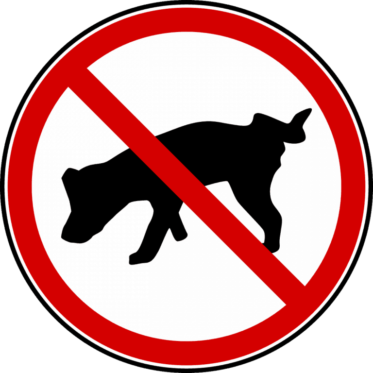 How to Potty Train an Older Dog to Use A Pee Pad. A Useful Guide