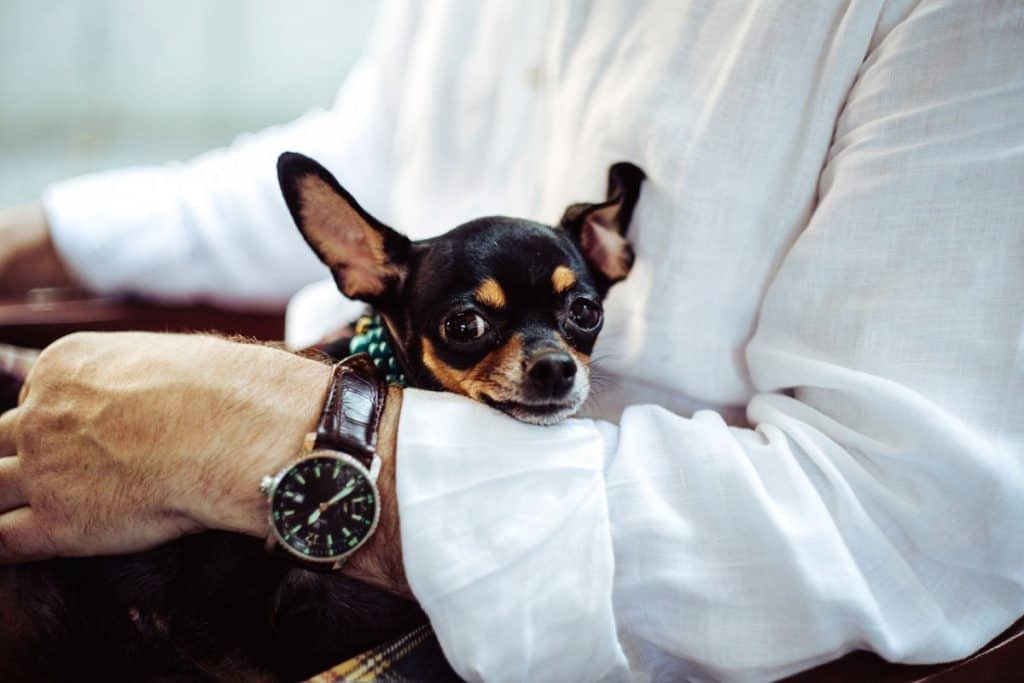 Do dogs like to be patted