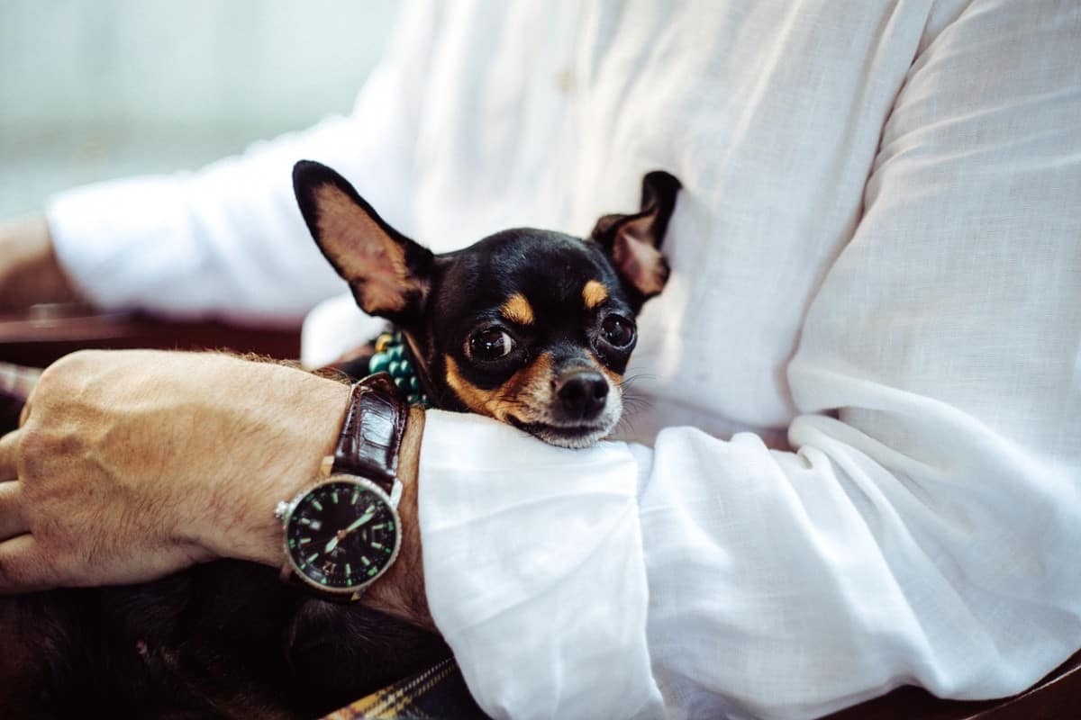 Potty Training a Chihuahua in an Apartment