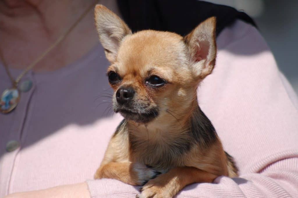 How Often do Chihuahuas Bark