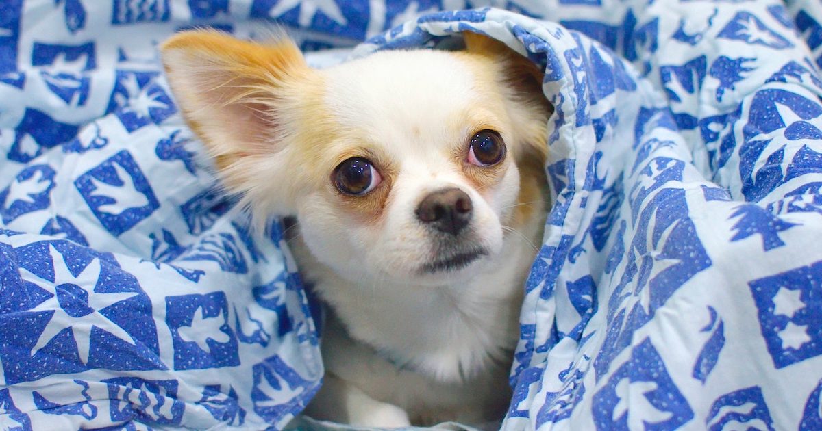 Why are Chihuahuas So Hard to Potty Train? Helpful Guide