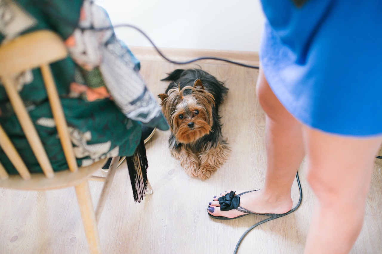 How to Potty Train a Dog Living in an Apartment