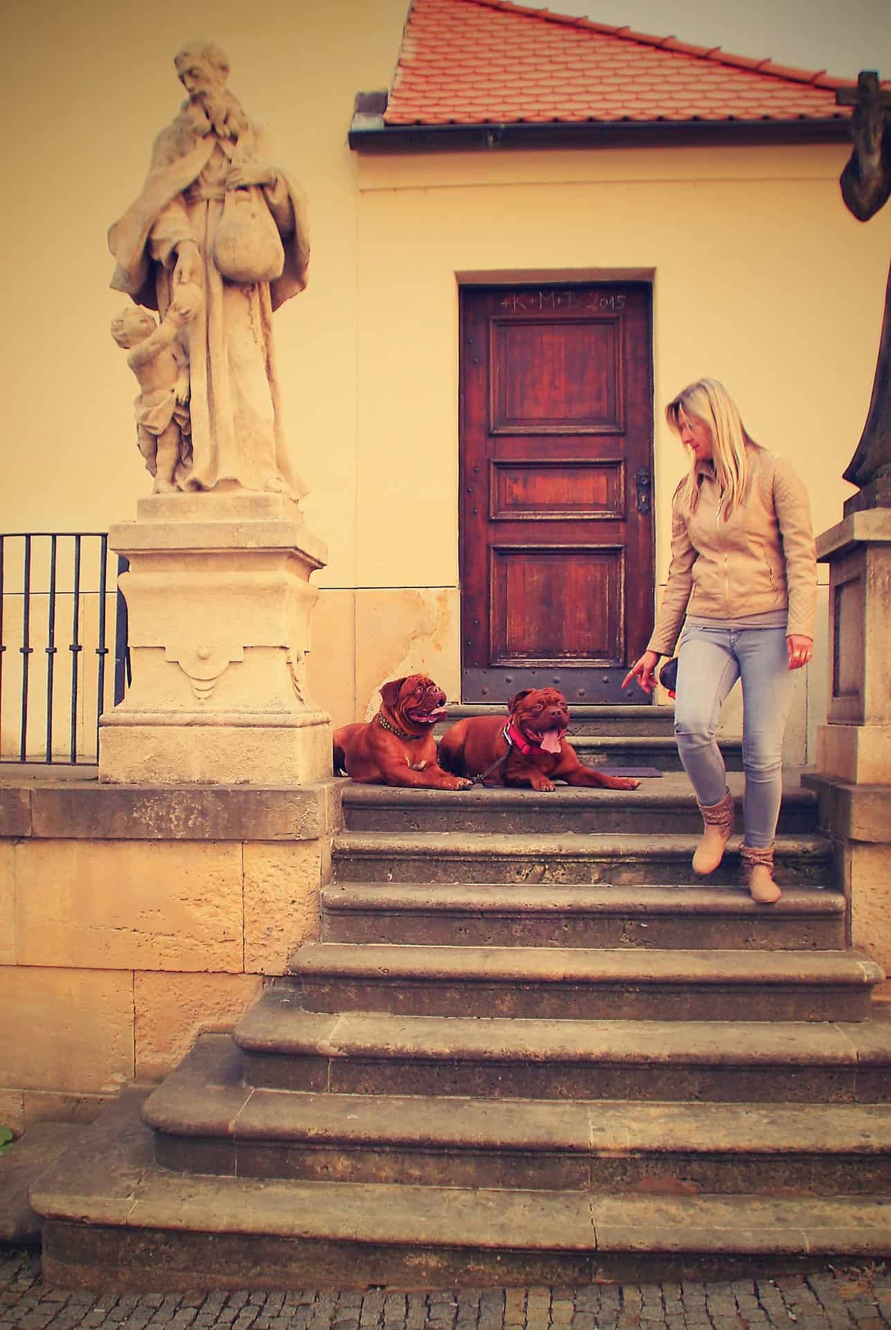 Can puppies climb stairs