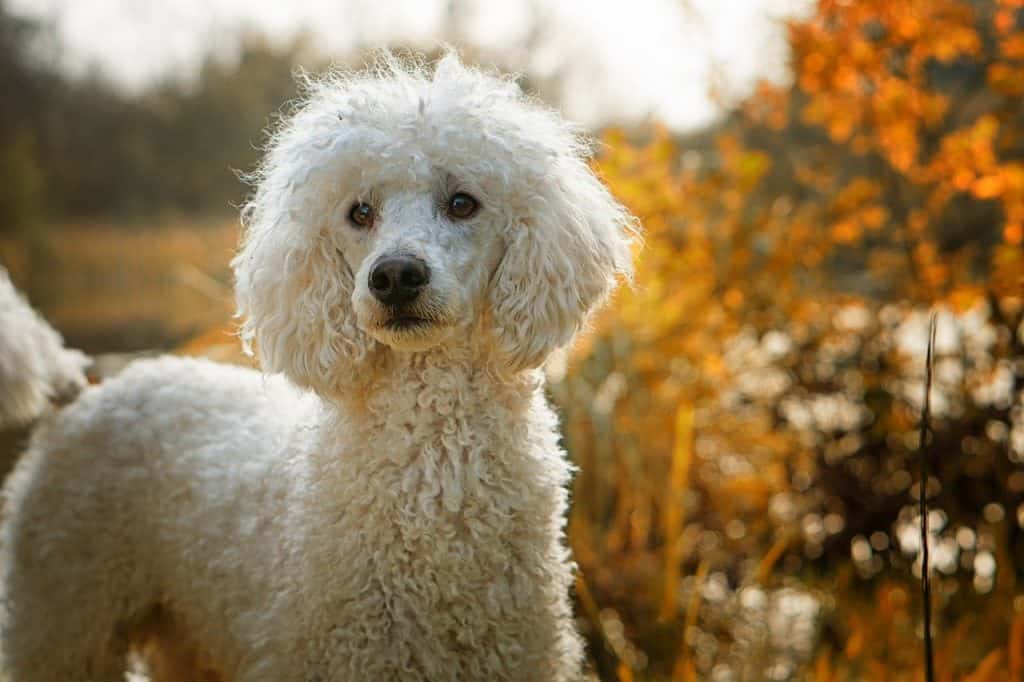 My Dog Wakes up Too Early and Barks