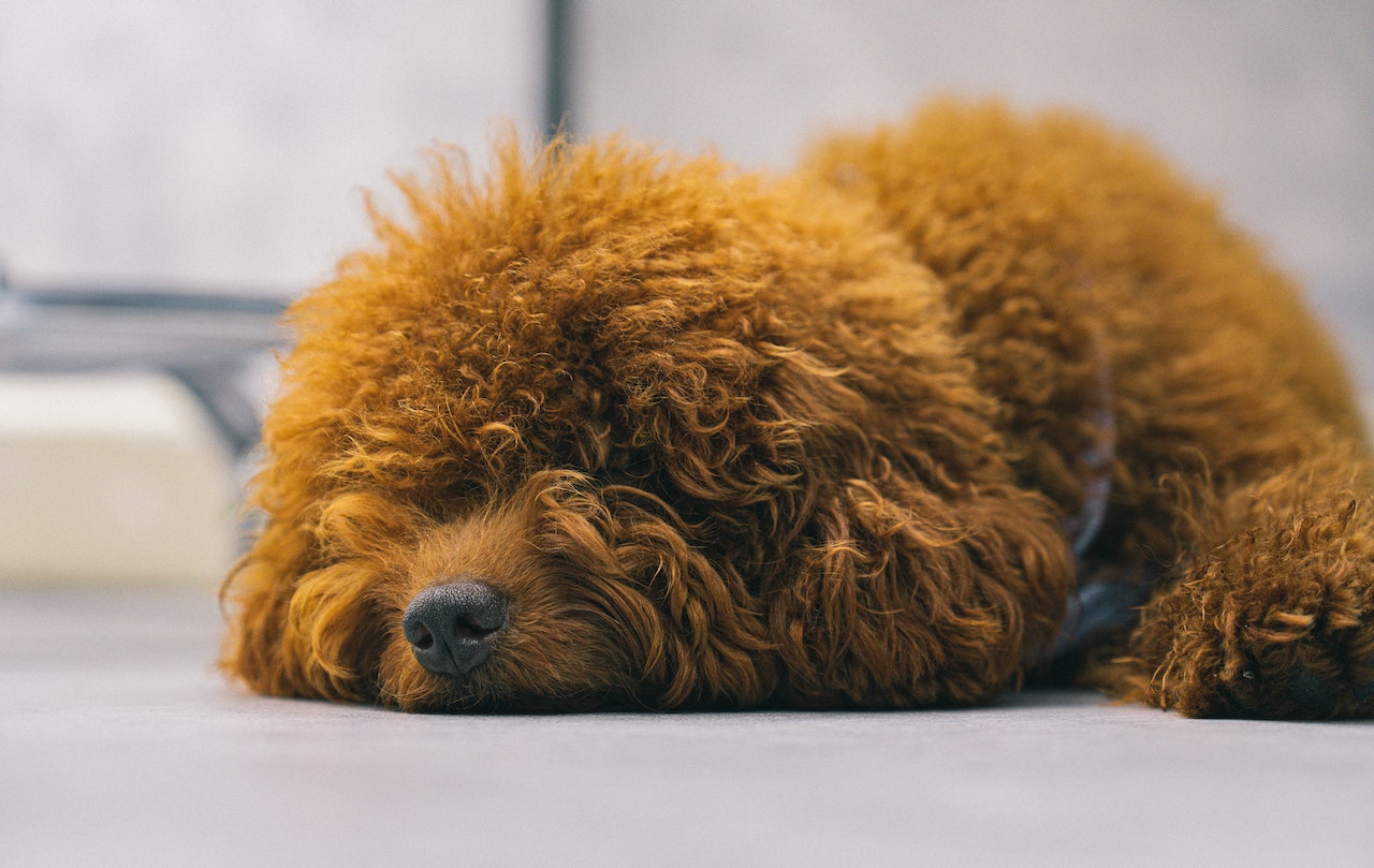 Wondering How to Potty Train A Poodle? Here Are a Few Tips!