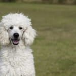 How to Train A Poodle Not To Bark
