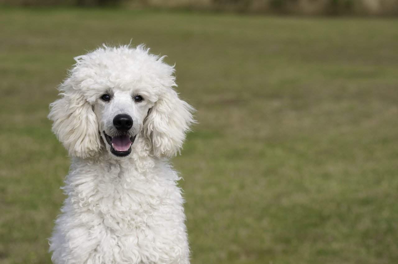 How to Train A Poodle Not To Bark