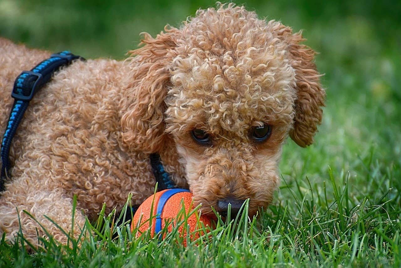 Why is My Dog Eating Grass and Vomiting all the time?