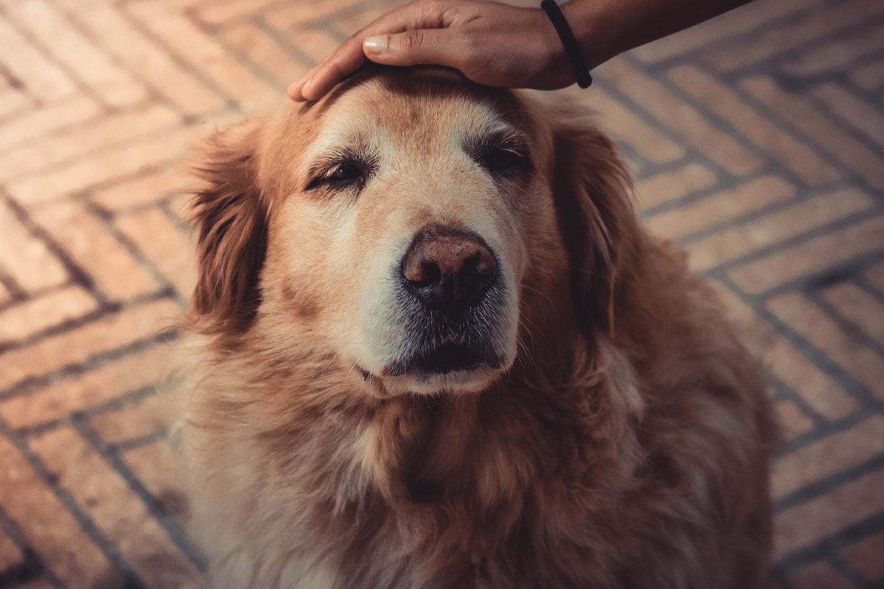 Why Does My Dog Eat Poop in His Crate? What You Need To Know