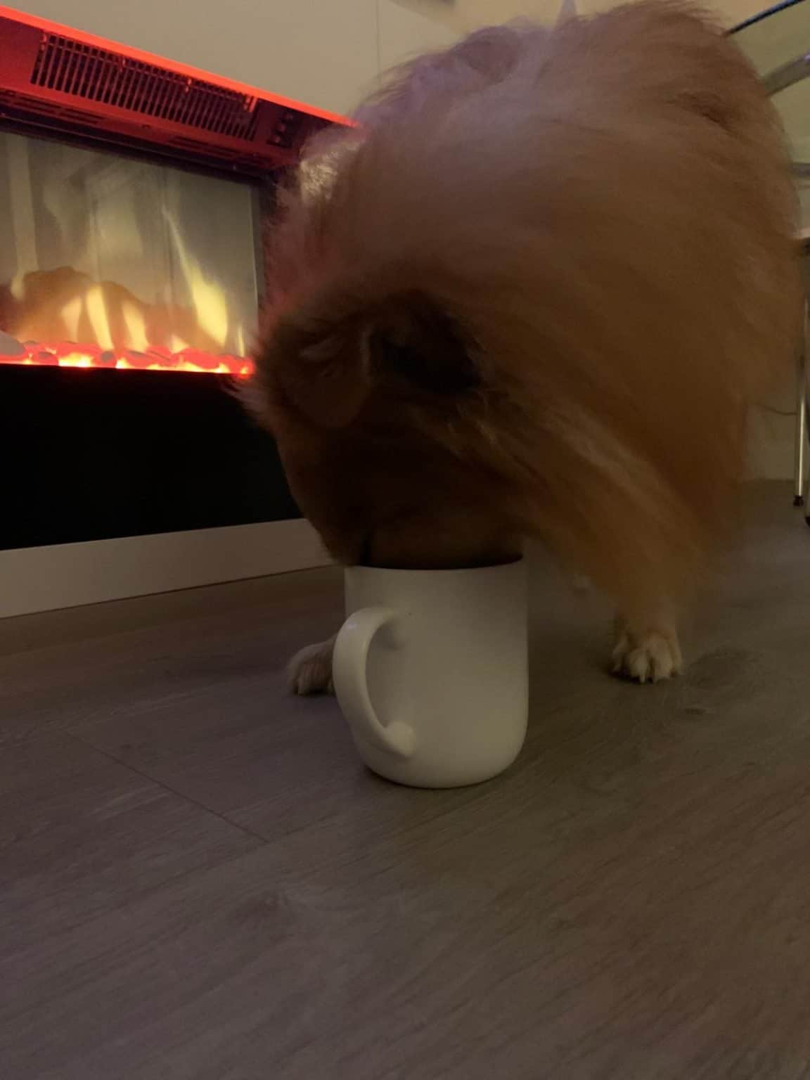 Why Does My Dog Like Coffee? Happy Fit Dog