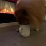Why Does My Dog Like Coffee?