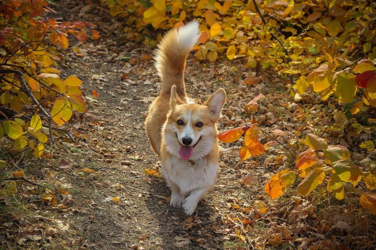 Can Corgis Sleep Outside