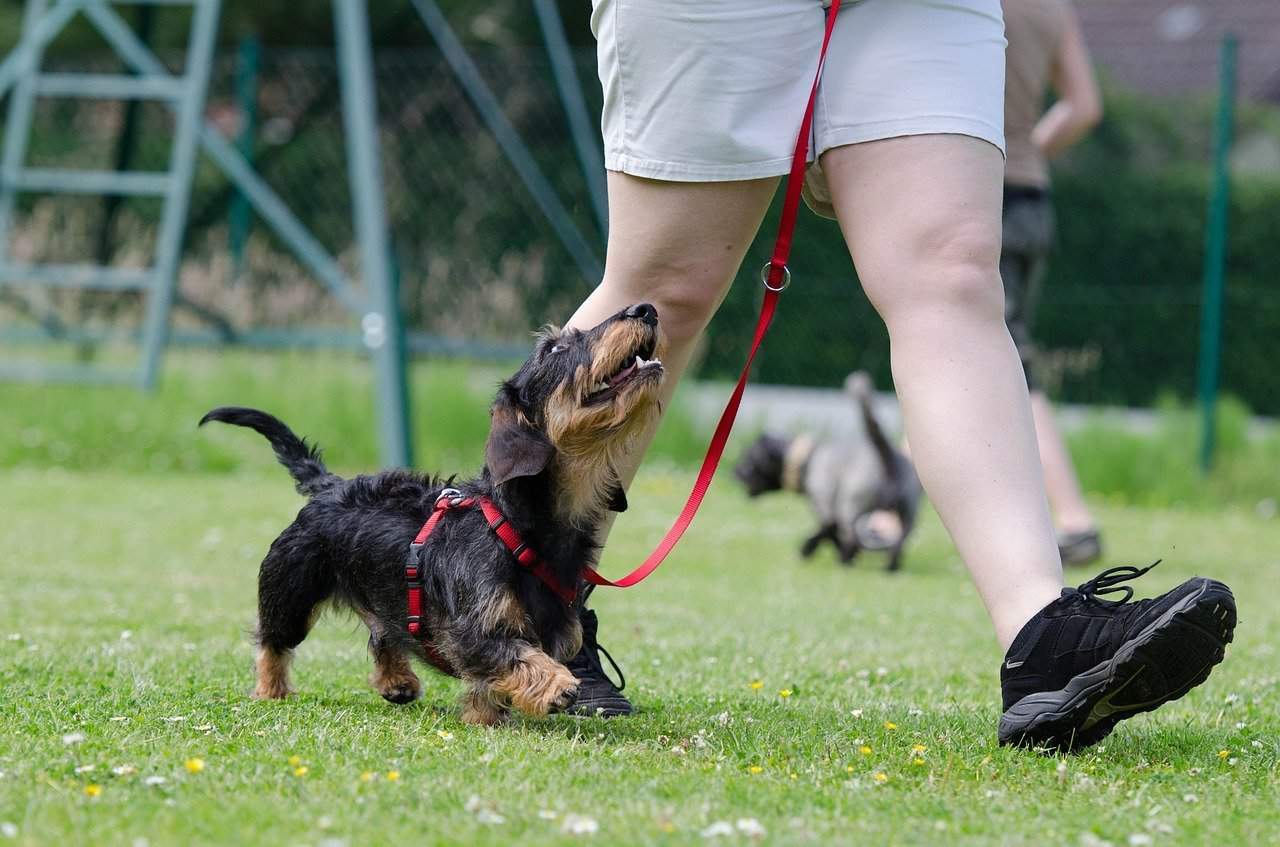 Dachshund Eating Poop